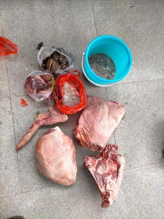 河南县城周边近两千头野猪现象，生态变迁的观察与思考