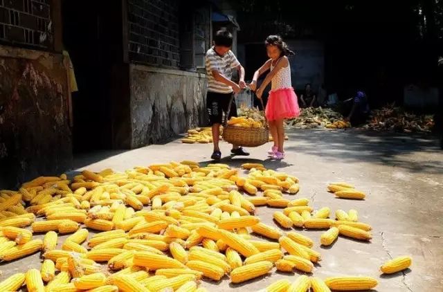老人拾玉米遭不幸事件，当地回应与探索心灵宁静之旅的对比反思