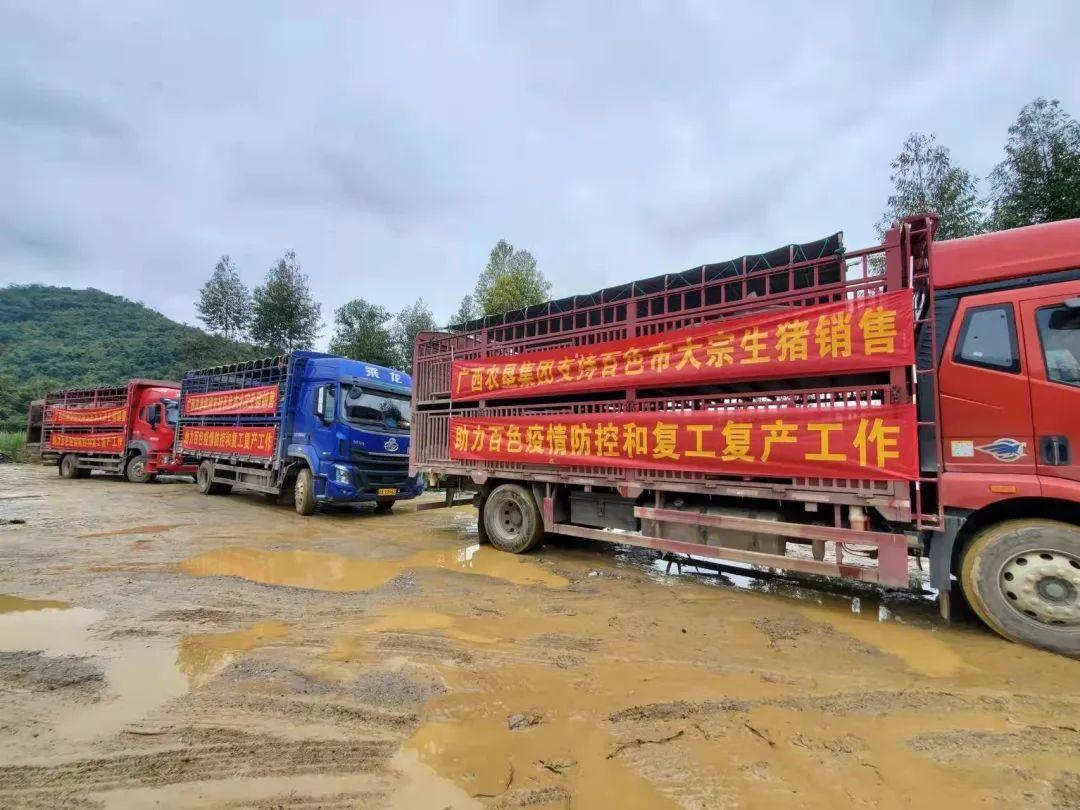 广东最新生猪价格探索，一场绿色之旅寻求内心平静