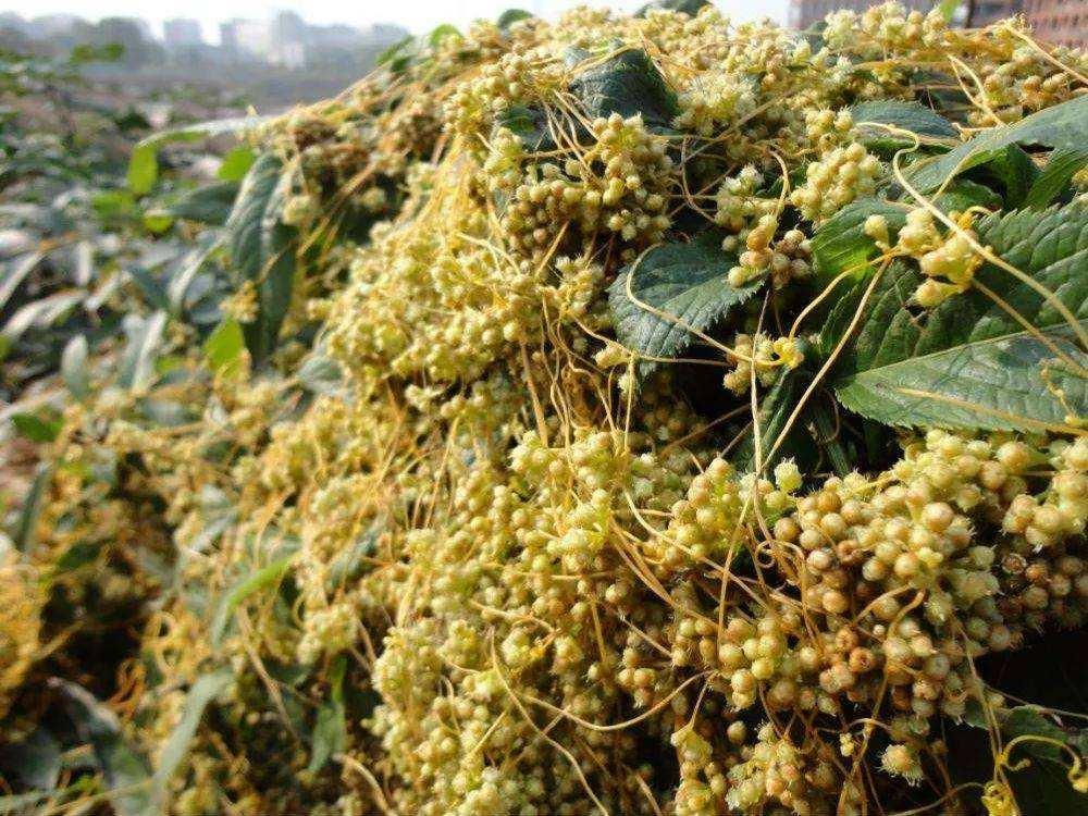 探秘奇特药店，一人百万医保药背后的真相与骗保疑云