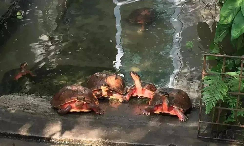 金钱龟最新价格及市场走势深度解析