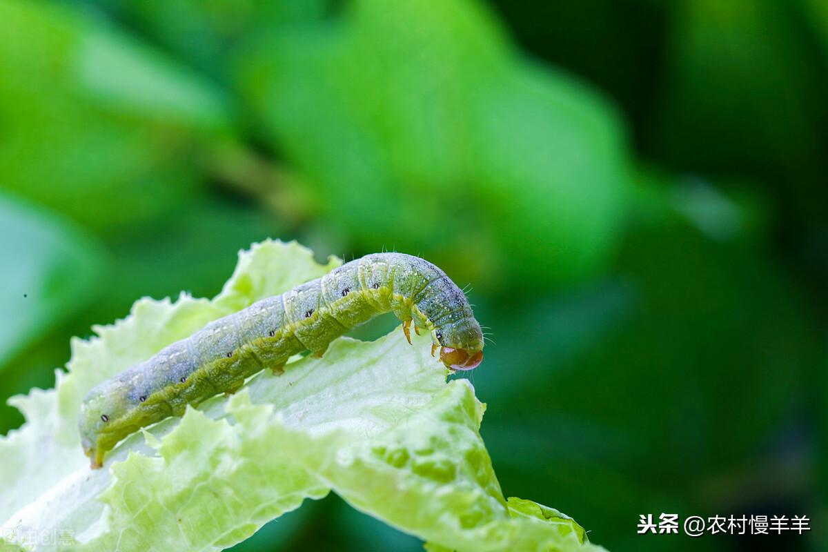 最新虫子，友情小日常的温馨记录