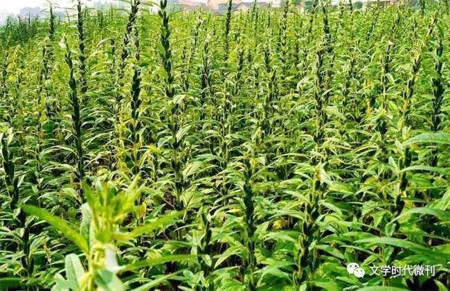湖北芝麻最新价格