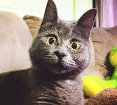猫咪app最新版下载，探索温馨猫时光的日常故事