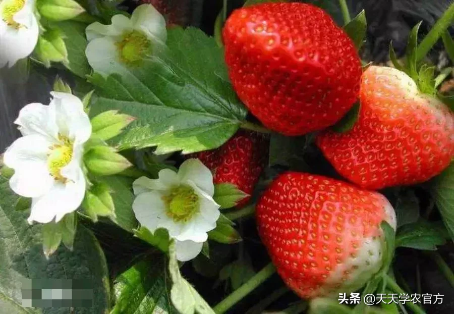 草莓新品种种植指南，从选种到培育的全方位指导