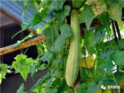 丝瓜最新地址揭秘与观点阐述
