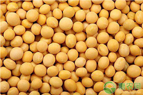 东北大豆最新价格概览，最新动态与市场趋势分析