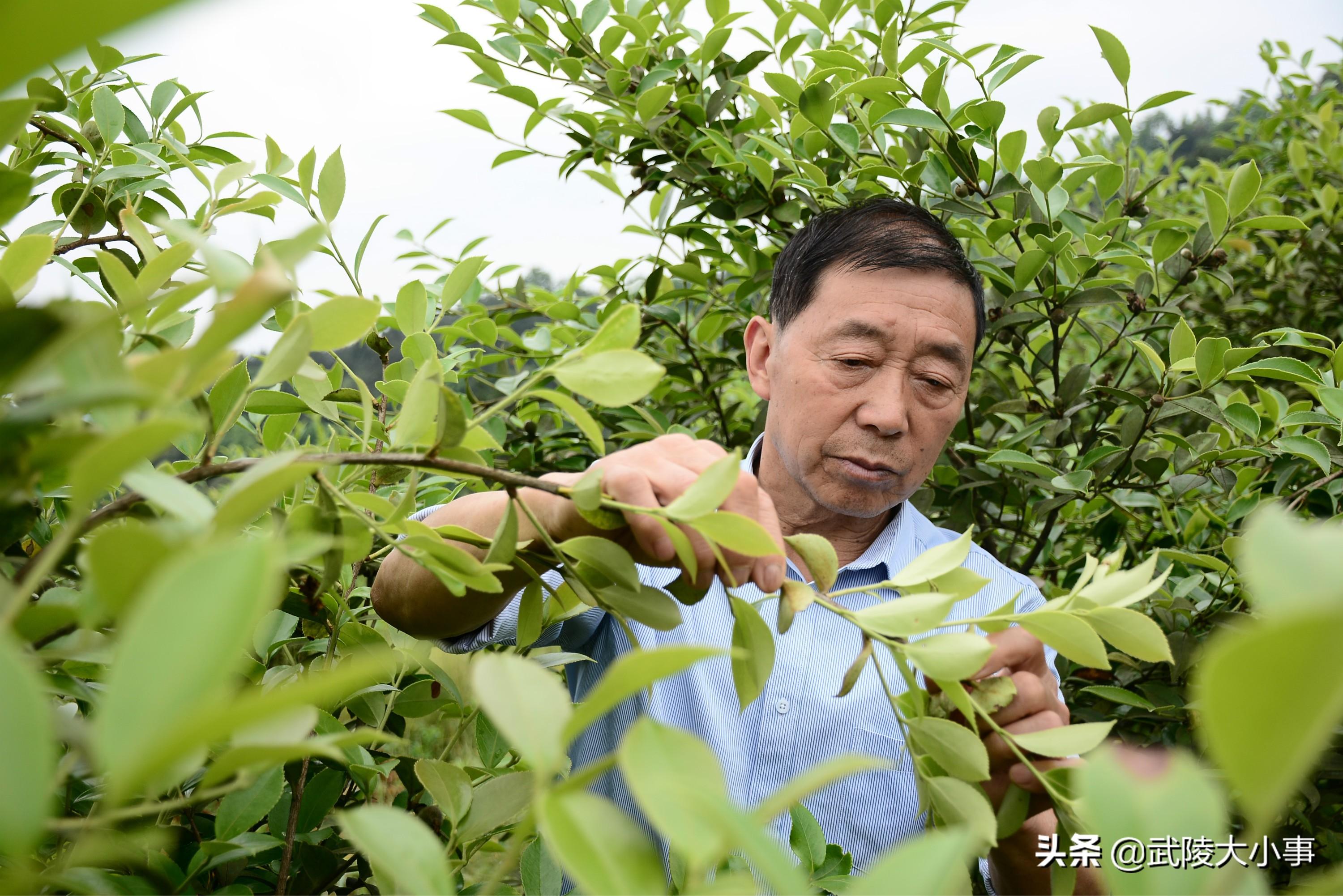 酉阳房屋出租最新信息及市场现状分析的个人观点阐述