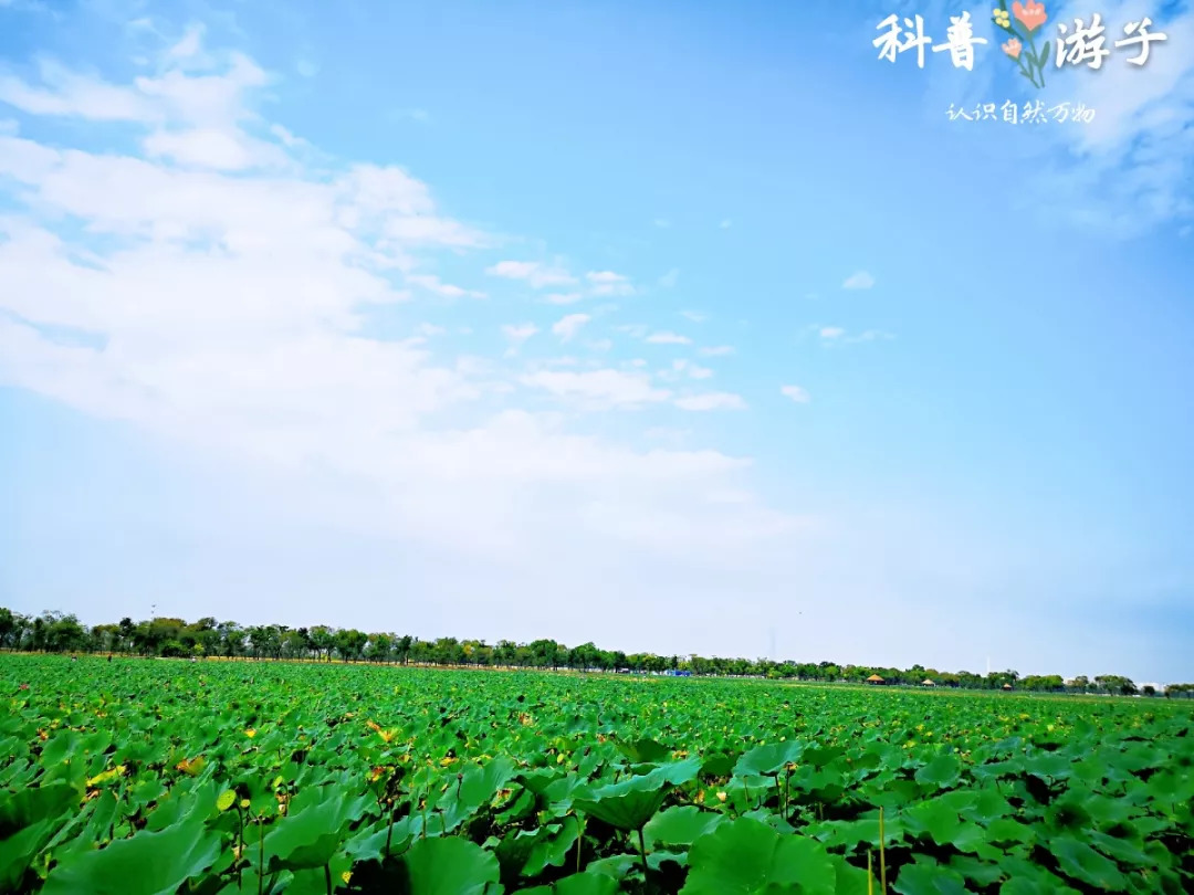 小孩子最新自然美景探索之旅启幕！