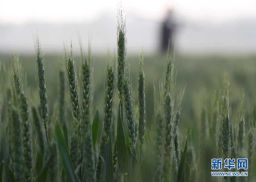 麦子最新动态，小巷深处的麦香秘境探索