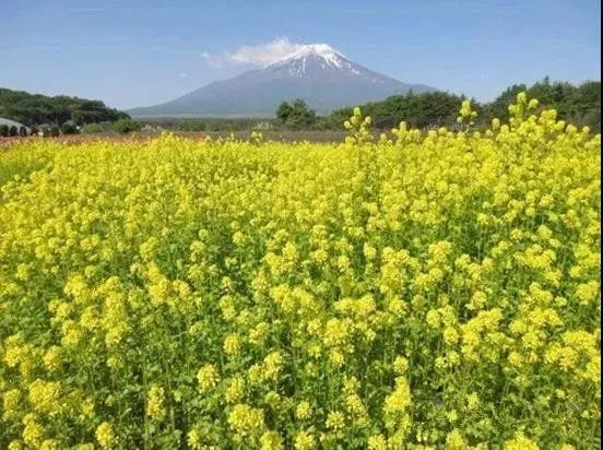 日本最新蜱虫，自然探索之旅中的隐秘挑战