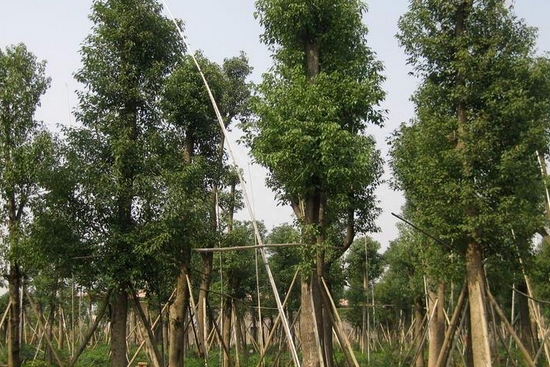 香樟木价格深度解析及购买指南🌿🍃