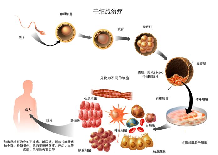 干细胞技术最新成果揭秘