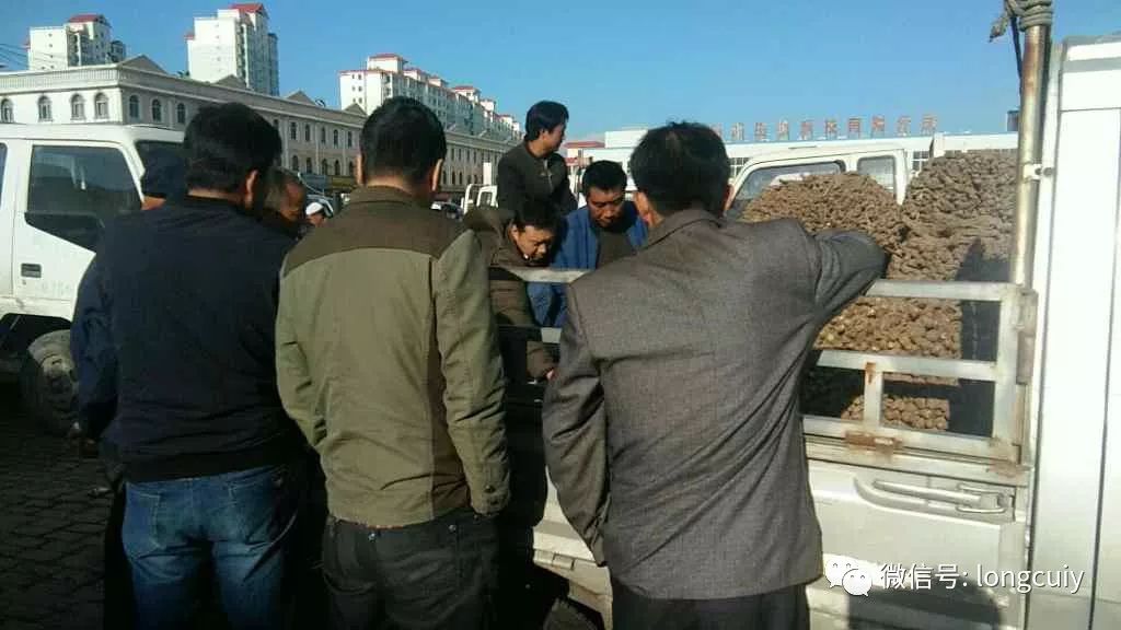 岷县当归最新价格，市场动态与时代印记揭秘
