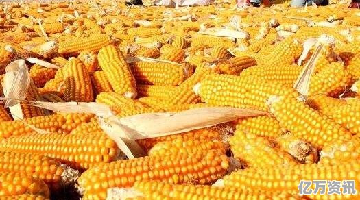 河南省玉米价格最新动态，行情概览与趋势分析