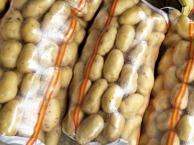 土豆最新价格行情分析与趋势预测