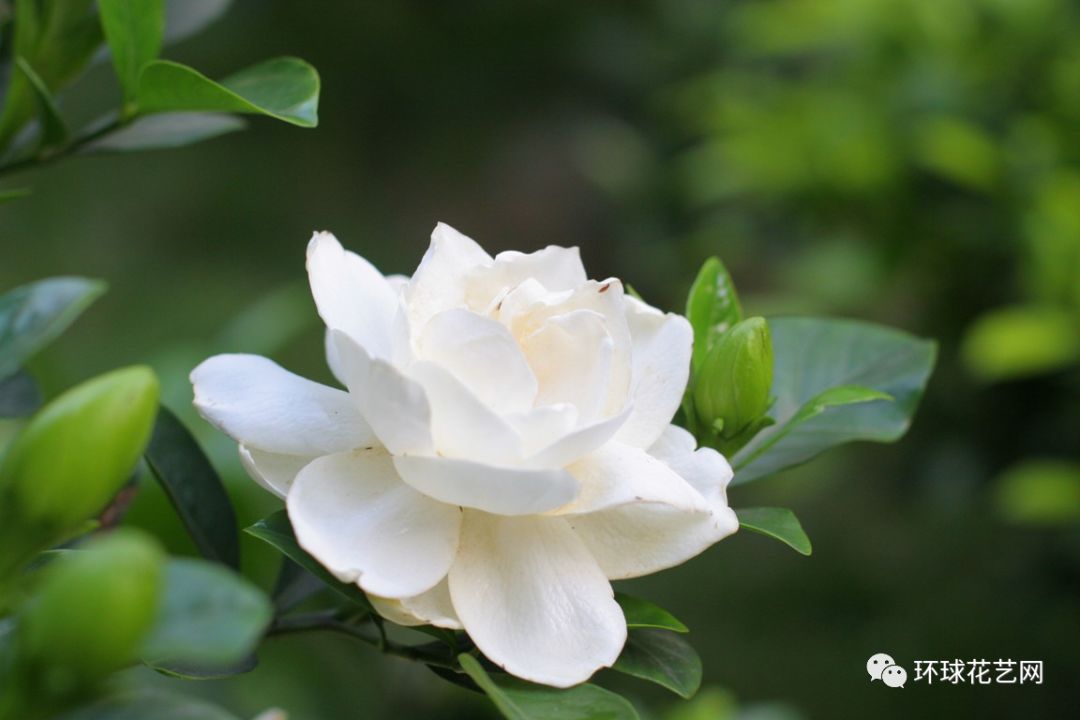 时代背景下的花卉经济变迁，栀子花价格最新动态